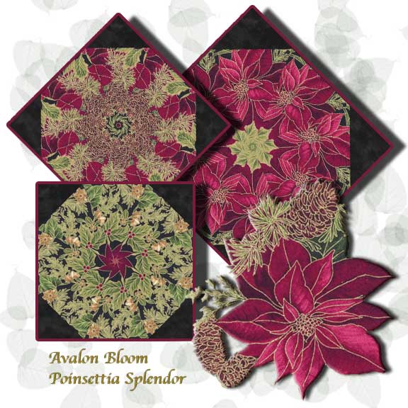 pm220607poinsettiasplendor