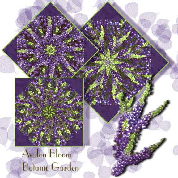 pm220708botanicgardenlarkspur